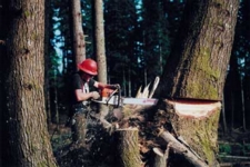 logger