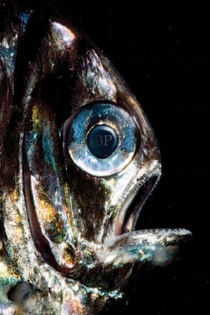 bp_fish